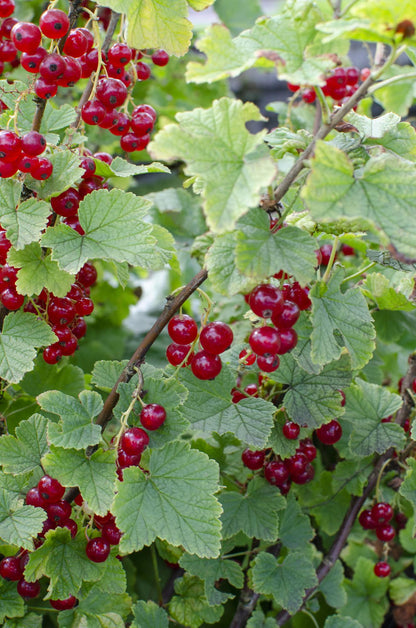 Buitenplant - Ribes rubrum 'Jonkheer van Tets' - Aalbes - Pot Ø 13cm Hoogte ↕ 45cm