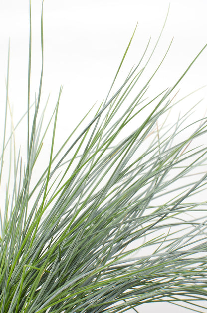 Buitenplant - Festuca glauca Azura Blue - Pot Ø 19cm Hoogte ↕ 40cm