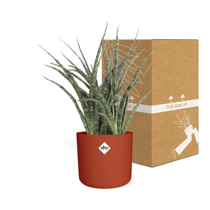 Kamerplant - Sansevieria Fernwood Punk - Pot Ø 14cm