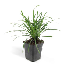 Buitenplant 48x Liriope muscari 'Big Blue' - Bloeiend - Pot Ø 9cm Hoogte ↕ 10-25cm