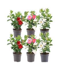 Buitenplant - Dipladenia Mix (Mandevilla) - Roze, Wit & Rood - Pot Ø 12cm Hoogte ↕ 25cm