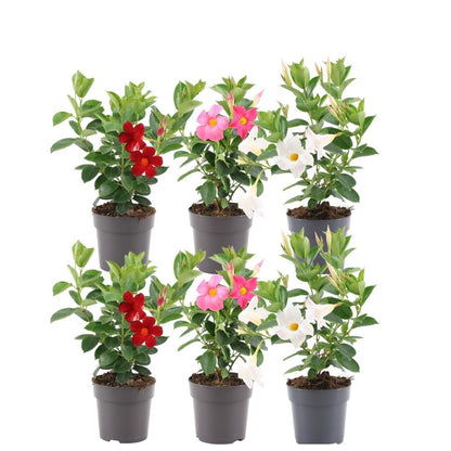Buitenplant - Dipladenia Mix (Mandevilla) - Roze, Wit & Rood - Pot Ø 12cm Hoogte ↕ 25cm