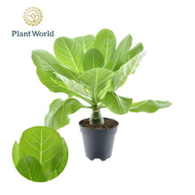 Kamerplant - Brighamia Insignis 'Hawaii Palm' - Pot Ø 12cm Hoogte ↕ 37cm