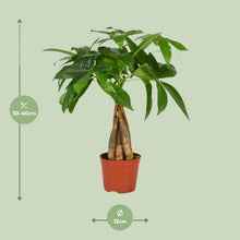 Kamerplant - Pachira Aquatica - Pot Ø 12cm Hoogte ↕ 35cm