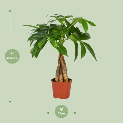 Kamerplant - Pachira Aquatica - Hoogte ↕ 35-160cm