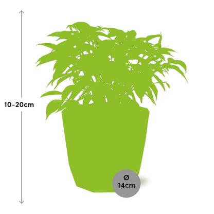 Kamerplant - Ficus Benjamina Kinky - Pot Ø 14cm
