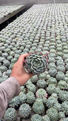 Kamerplant - Echeveria Elegans - Pot Ø 9cm Hoogte ↕ 15cm