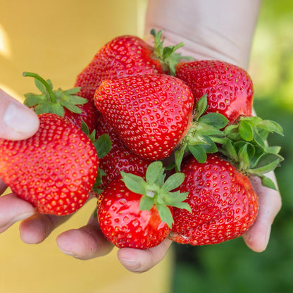 Buitenplant 3x Fragaria 'Maxim' - Rode Aardbei Winterhard - Pot Ø 9cm Hoogte ↕ 10-25cm