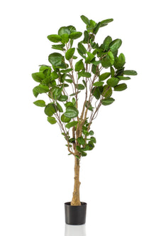 XL Kunstplant - Polyscias Aralia - Hoogte ↕ 150cm