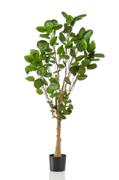 XL Kunstplant - Polyscias Aralia - Hoogte ↕ 150cm