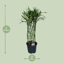 Kamerplant - Dracaena Godsefiana - Pot Ø 19cm Hoogte ↕ 75cm