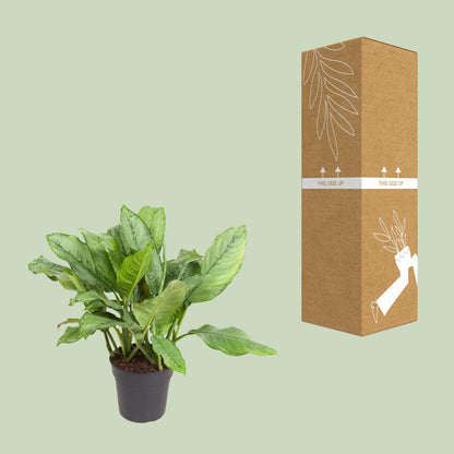 Kamerplant - Aglaonema B.J. Freedman - Pot Ø 24cm Hoogte ↕ 70cm