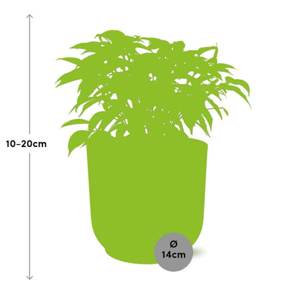 Kamerplant - Ficus Benjamina Kinky - Pot Ø 14cm