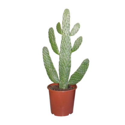 Kamerplant - Opuntia Consolea - Pot Ø 17cm Hoogte ↕ 40cm