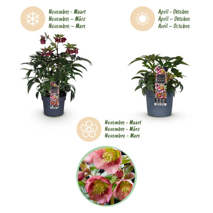 Buitenplant - Helleborus Dacaya - Bloeiend - Pot Ø 19cm Hoogte ↕ 50cm