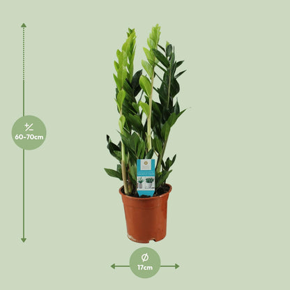 Kamerplant - Zamioculcas zamiifolia - Pot Ø 17cm Hoogte ↕ 65cm