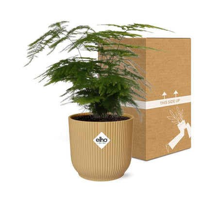 Kamerplant - Asparagus Setaceus 'Plumosus' - Pot Ø 14cm