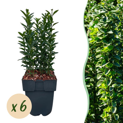 Buitenplant 6x Euonymus japonica Green Spire - Pot Ø 17cm Hoogte ↕ 40cm