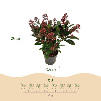 Buitenplant 2x Skimmia japonica Rubella - Winterhard - Pot Ø 10,5cm Hoogte ↕ 25cm