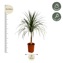 XL kamerplant - Dracaena Draco - Pot Ø 30cm Hoogte ↕ 120cm