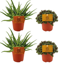 Kamerplant 2x Aloe Spider + 2x Callisia Turtle - 4 stuks - Pot Ø 10.5cm Hoogte ↕ 10cm