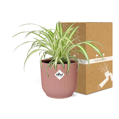 Kamerplant - Chlorophytum Comosum Variegatum - Pot Ø 14cm Hoogte ↕ 25cm