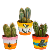 Kamerplant 3x Cereus mix - in Mexicaanse pot - Pot Ø 10,5cm