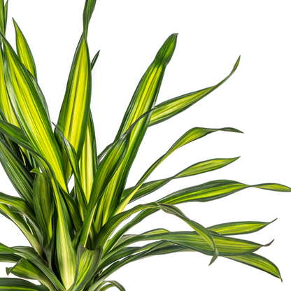 Kamerplant - Dracaena Deremensis Rikki - Pot Ø 19cm Hoogte ↕ 70-90cm