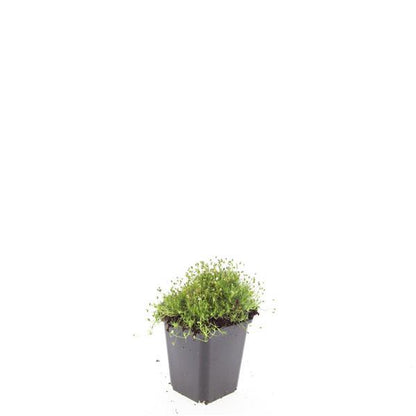 Buitenplant 48x Sagina subulata - Bodembedekker - Pot Ø 9cm Hoogte ↕ 10-25cm