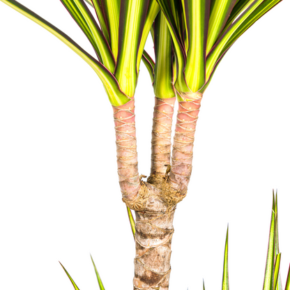 Kamerplant - Dracaena Marginata Sunray - Luchtzuiverend - Pot Ø 19cm Hoogte ↕ 80-100cm