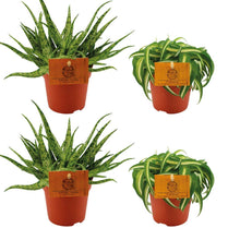 Kamerplant 4 stuks - 2x Aloe Spider + 2x Chlorophytum Bonnie - Pot Ø 10,5cm Hoogte ↕ 10cm