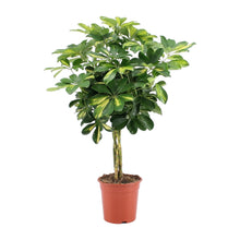 Kamerplant - Schefflera Arboricola Gold Capella - Pot Ø 19cm Hoogte ↕ 75cm
