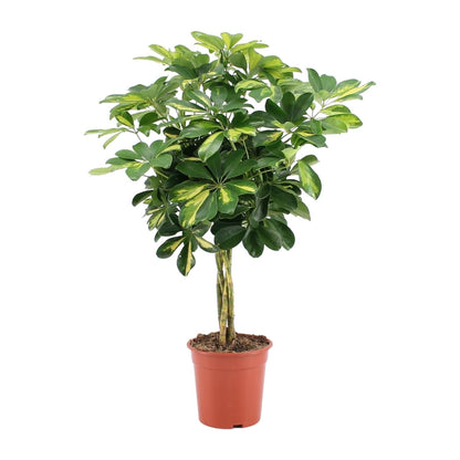 Kamerplant - Schefflera Arboricola Gold Capella - Pot Ø 19cm Hoogte ↕ 75cm