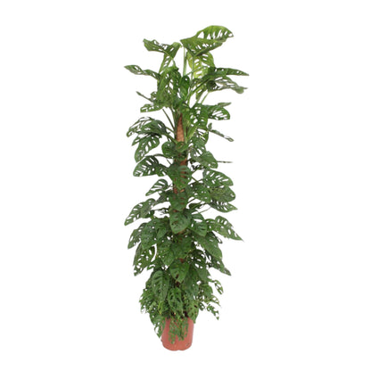 Kamerplant - Monstera Monkey Leaf - Mosstok - Pot Ø 27cm Hoogte ↕ 170cm