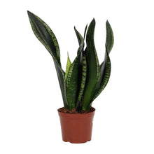 Kamerplant - Sansevieria Whitney - Pot Ø 12cm Hoogte ↕ 27cm