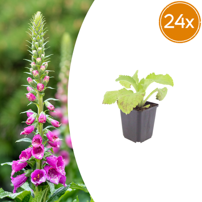 Buitenplant 24x Digitalis purpurea - Bloeiend - Pot Ø 9cm Hoogte ↕ 10-25cm