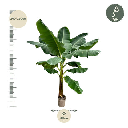 XL Kamerplant - Bananenplant (Musa) - Pot Ø 30cm Hoogte ↕ 250cm