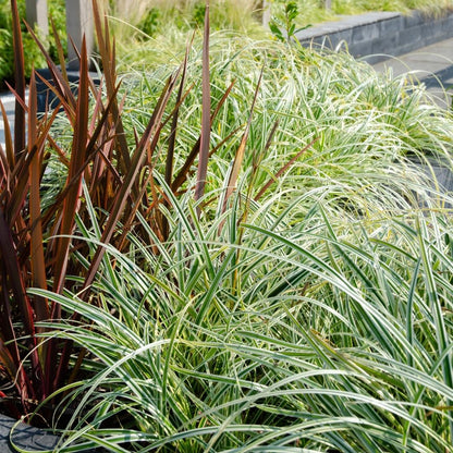Buitenplant 3x Carex hachijoensis 'Evergold' - Pot Ø 14cm Hoogte ↕ 25cm