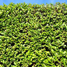 Buitenplant - Ligustrum ovalifolium - Haagplant - Pot Ø 17cm Hoogte ↕ 55cm