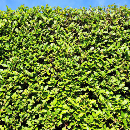 Buitenplant - Ligustrum ovalifolium - Haagplant - Pot Ø 17cm Hoogte ↕ 55cm