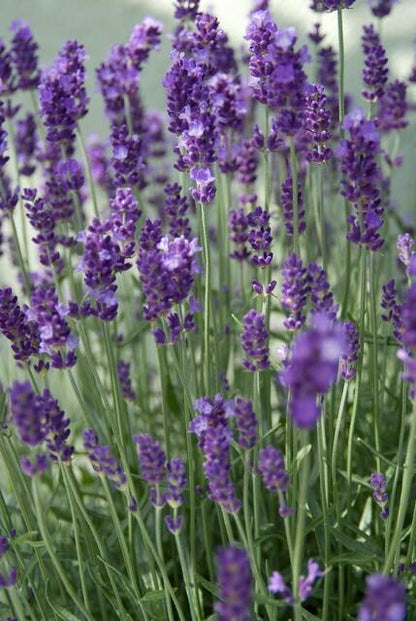 Buitenplant 60x Lavandula ang. 'Dwarf Blue' - Bloeiend - Pot Ø 9cm Hoogte ↕ 10-25cm