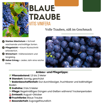 Buitenplant 3x Biologische Druivenplanten - Pot Ø 13cm Hoogte ↕ 20cm
