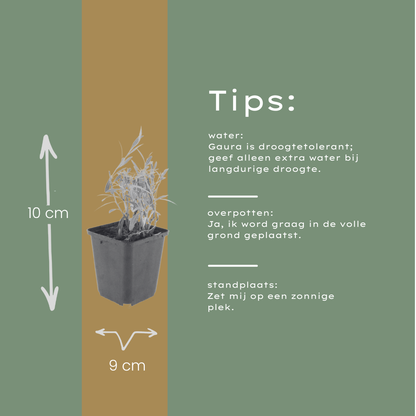 Buitenplant 24x Gaura lindheimeri - Bloeiend - Pot Ø 9cm Hoogte ↕ 10-25cm