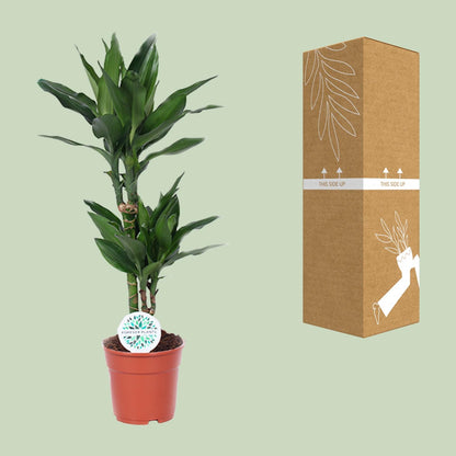 Kamerplant - Dracaena Janet Lind - Pot Ø 17cm Hoogte ↕ 70cm