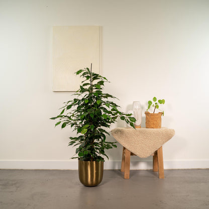 Kamerplant - Ficus benjamina Danielle - Inclusief sierpot - Pot Ø 21cm Hoogte ↕ 95cm
