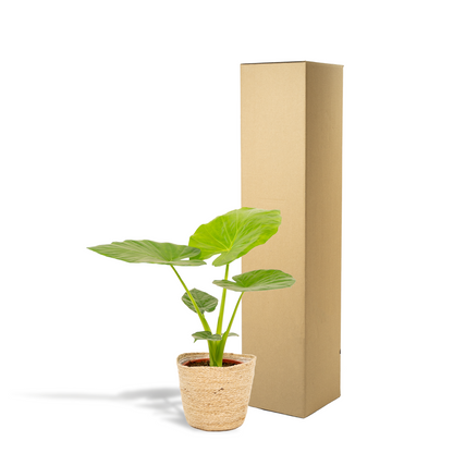 Kamerplant - Alocasia Macrorrhiza - Inclusief mand - Pot Ø 19cm Hoogte ↕ 70cm