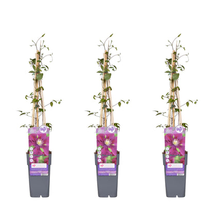 Buitenplant 3x Clematis Warszawska Nike - Bloeiend - Pot Ø 15cm Hoogte ↕ 65cm