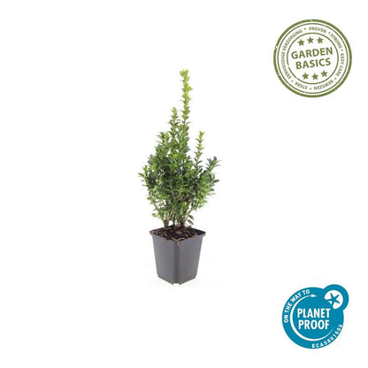 Buitenplant 24x Buxus Sempervirens - Pot Ø 9cm Hoogte ↕ 10-25cm