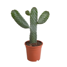 Kamerplant - Opuntia Consulea - Hoogte ↕ 17cm
