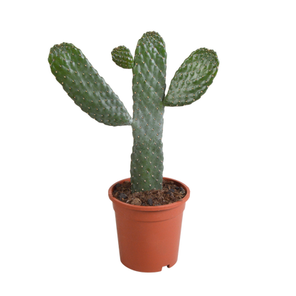 Kamerplant - Opuntia Consulea - Hoogte ↕ 17cm